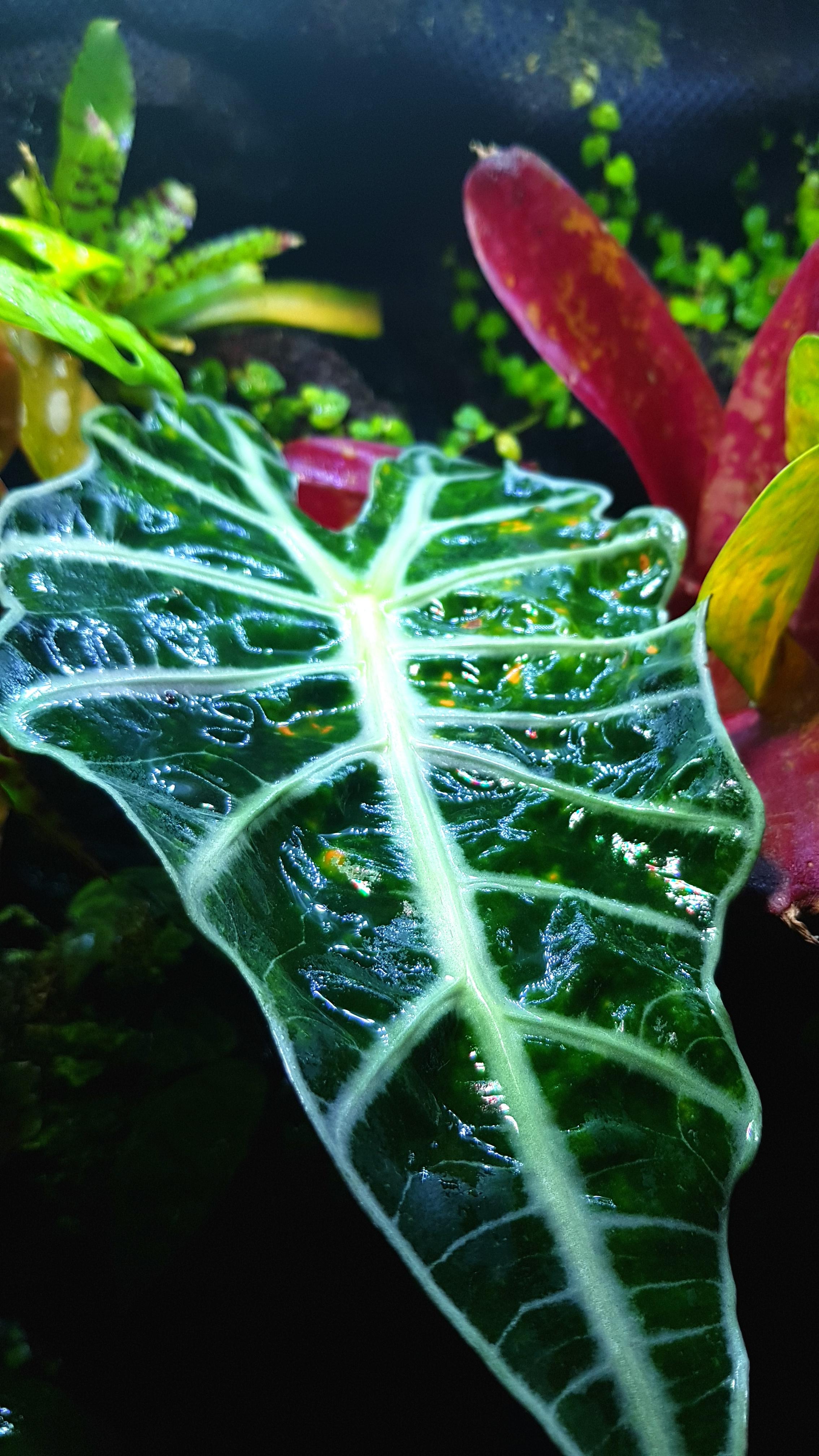 Alocasia