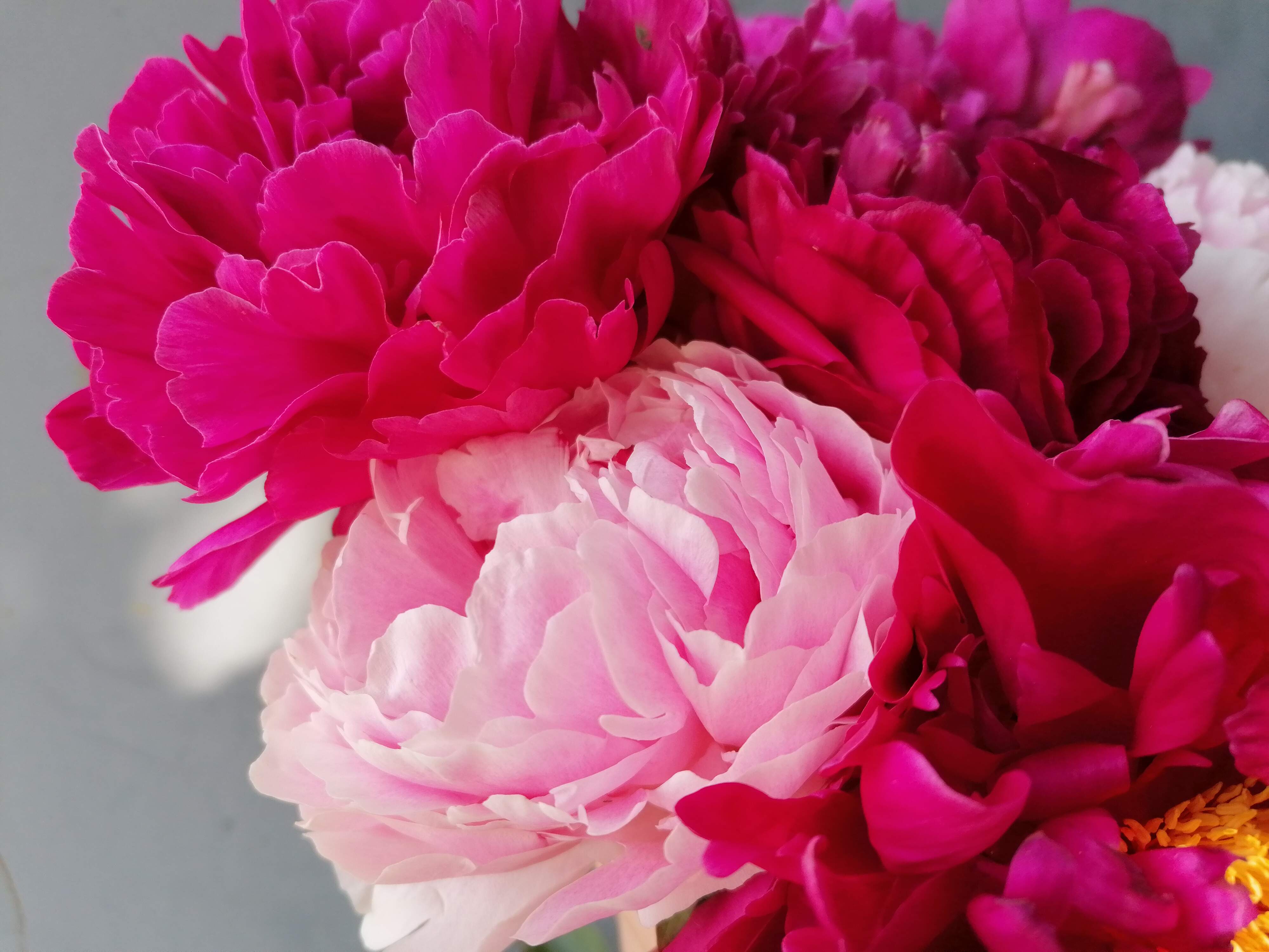 Wexford peonies for use in fresh flower bouquets in Enniscorthy