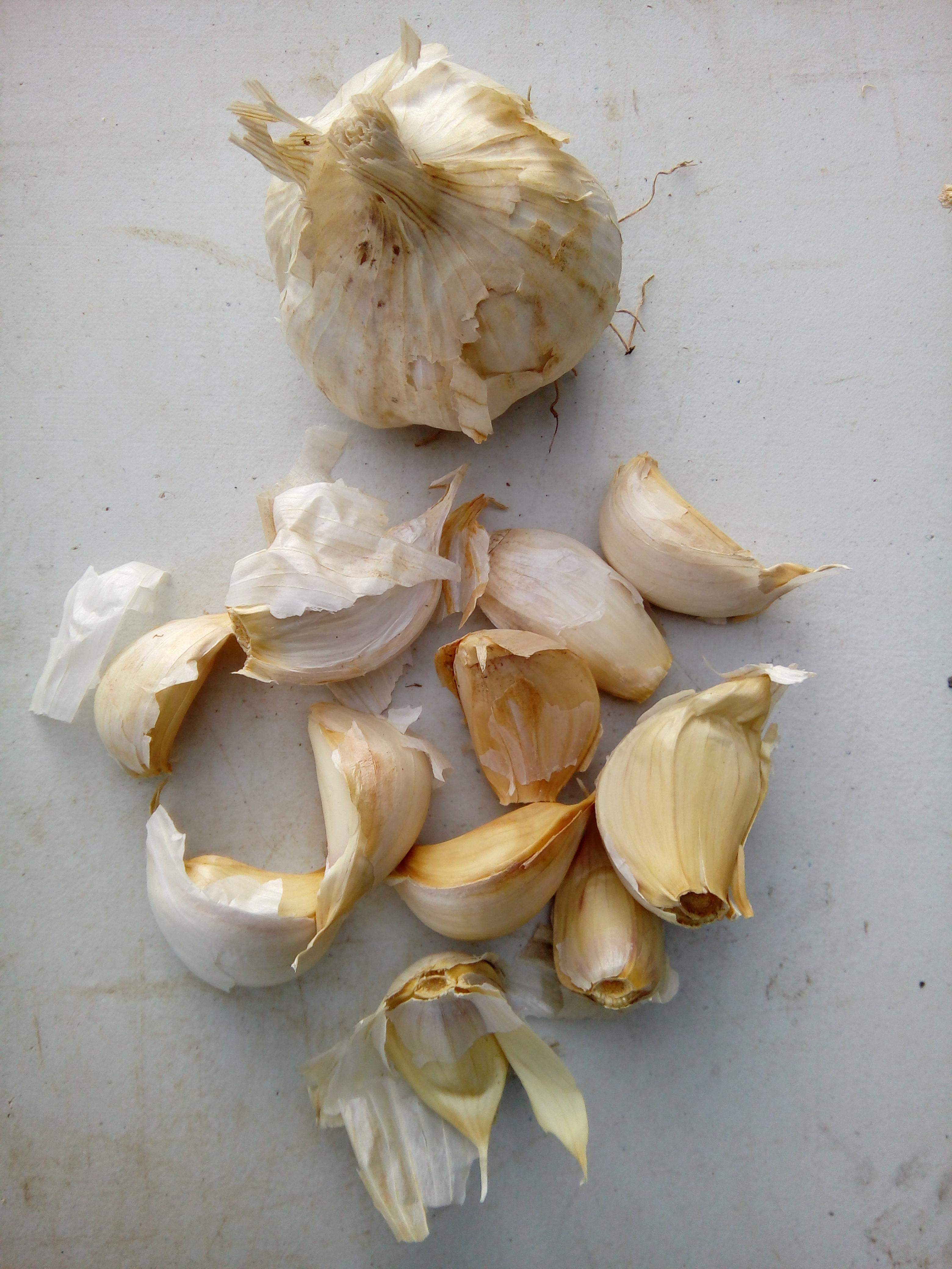 Planting Garlic -  Softneck garlic, ideal for plaits