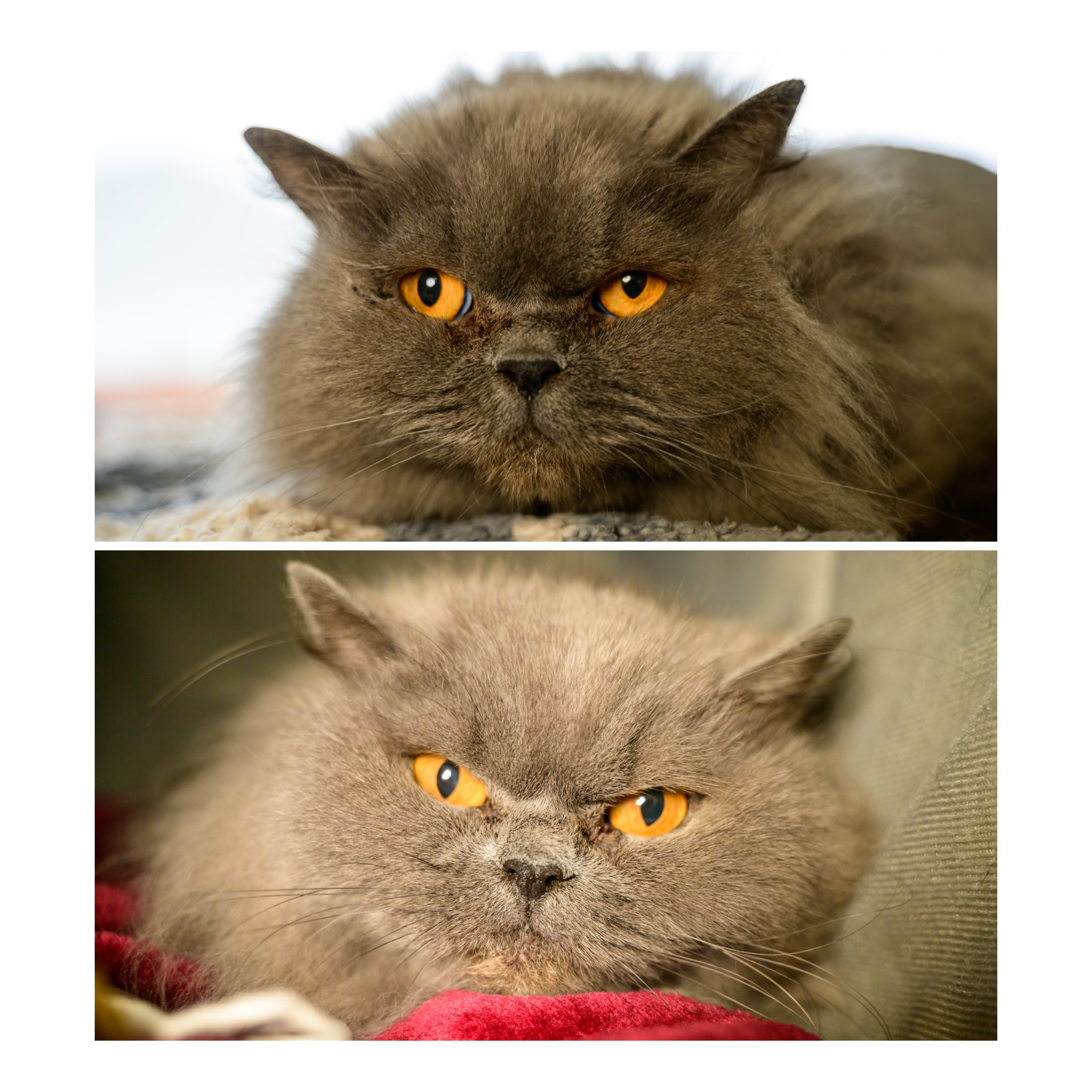 RSPCA Worcester and MidWorcestershire Branch