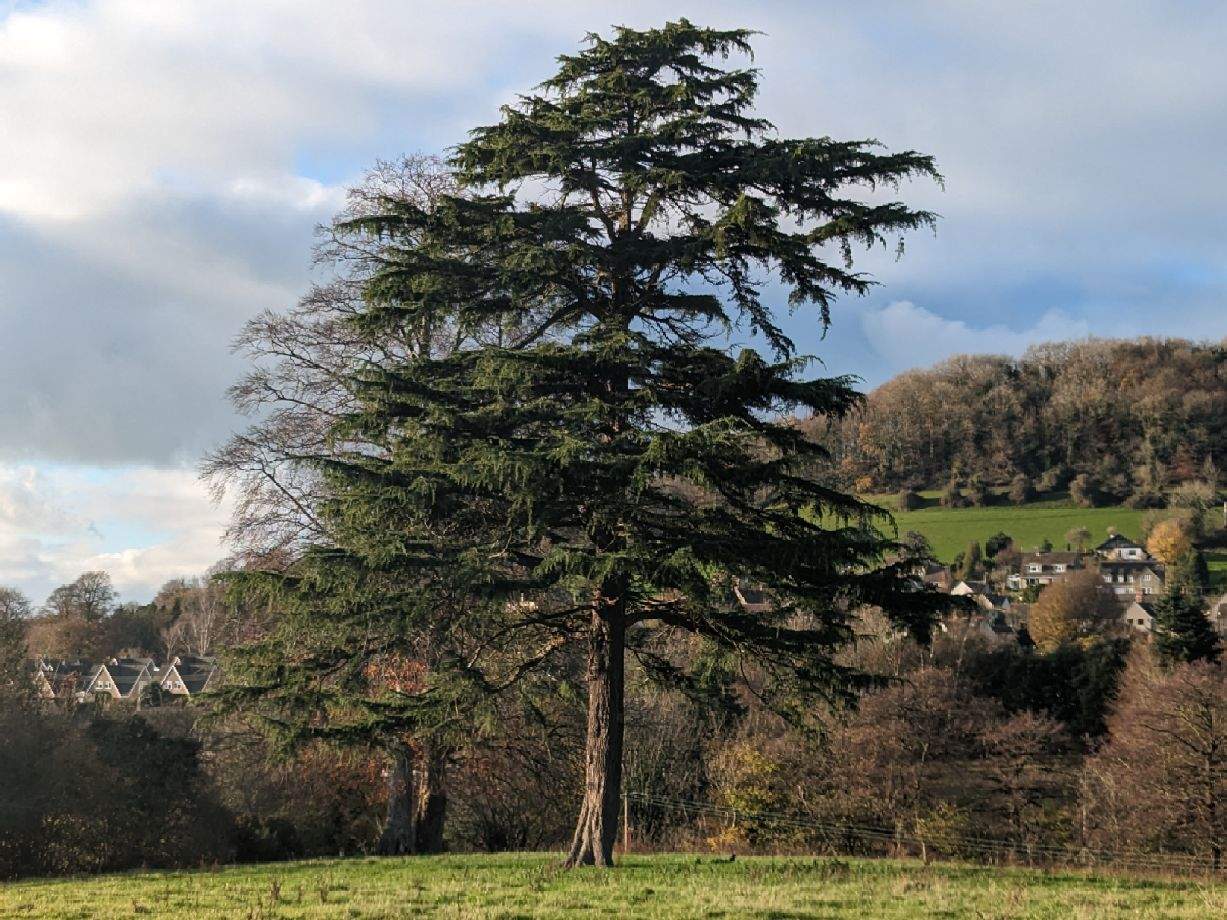 Trees of Uley Gloucestershire