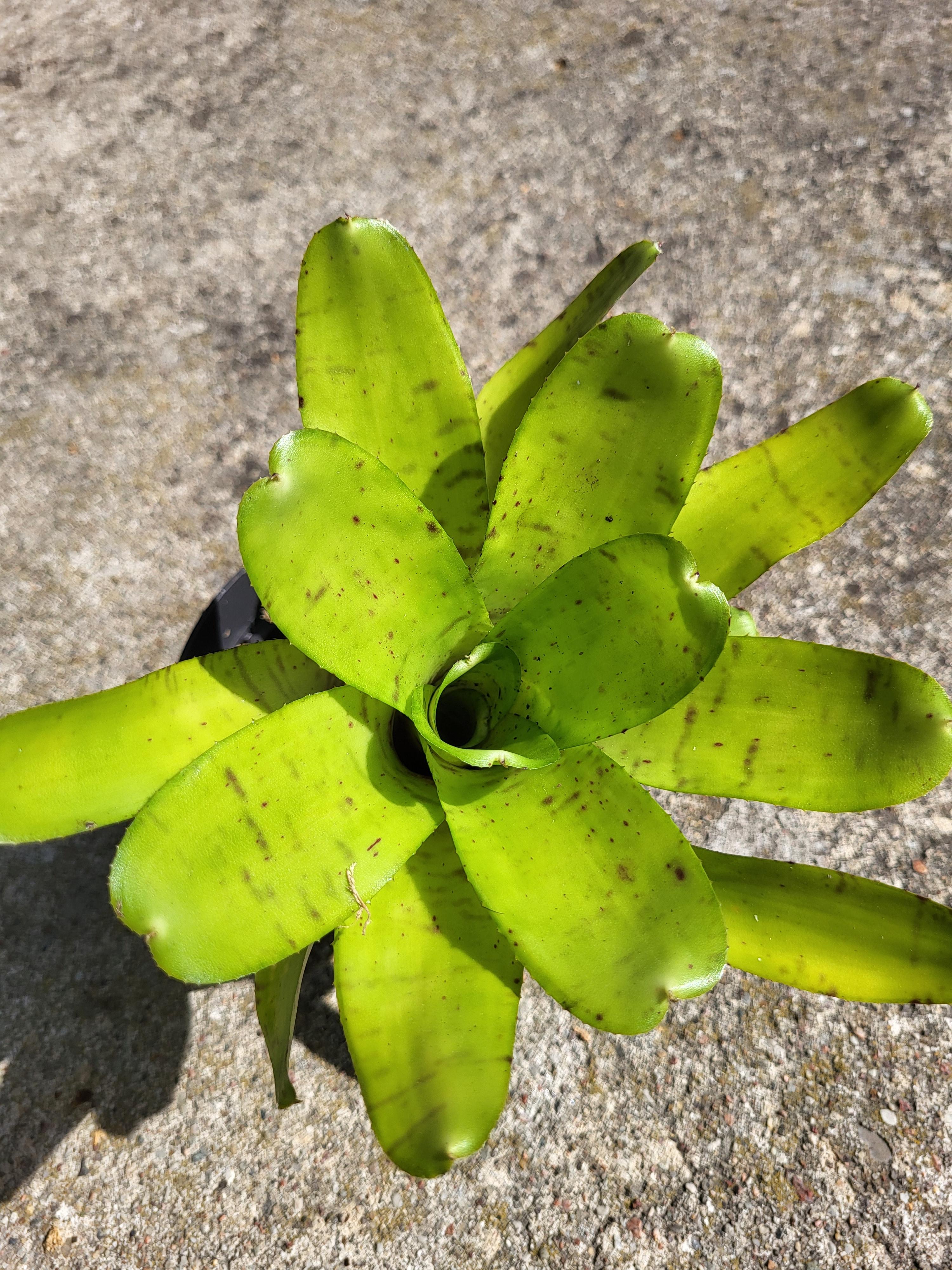 Neoregelia Tigrina hybride