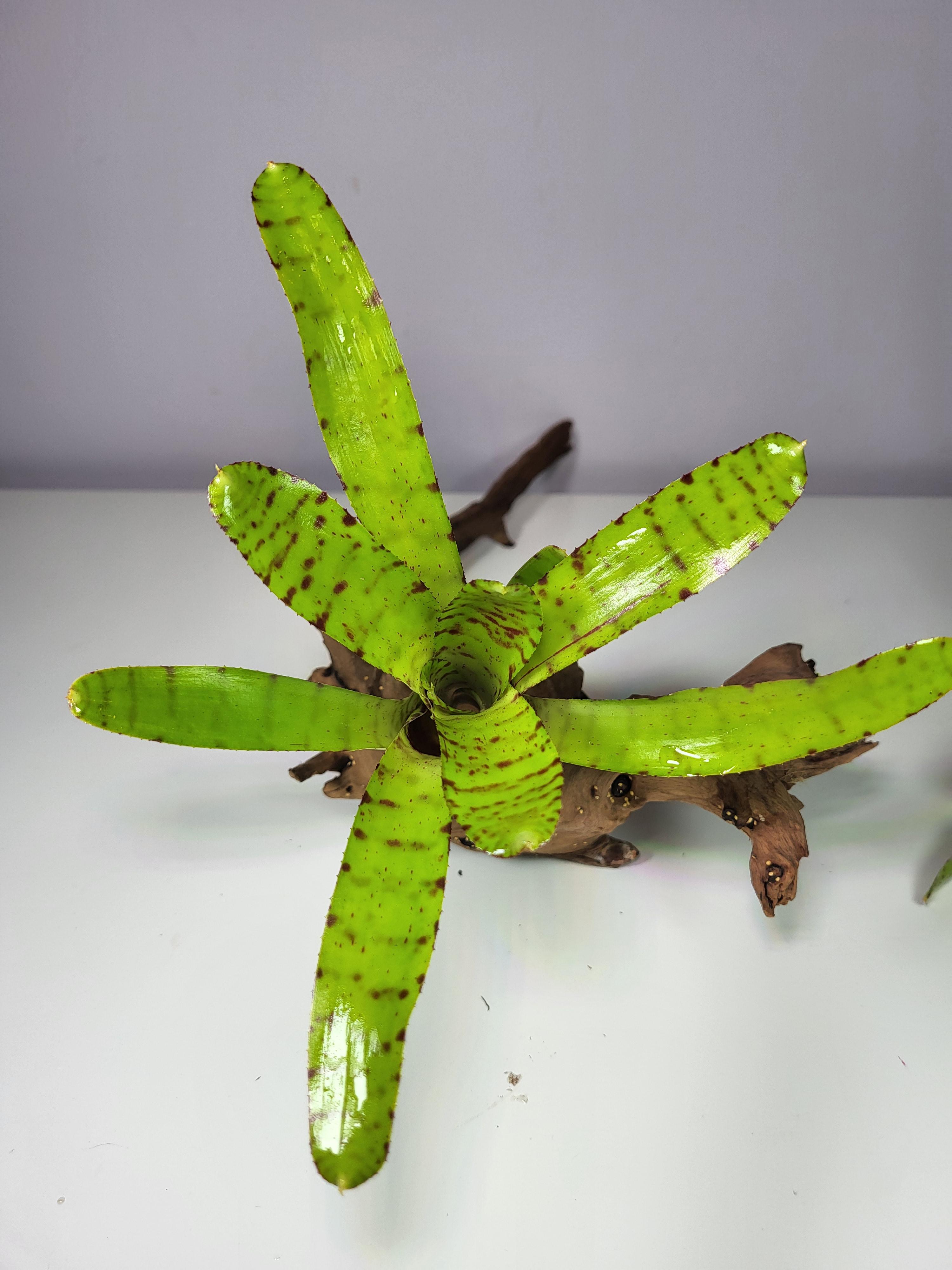 Neoregelia punctatismma