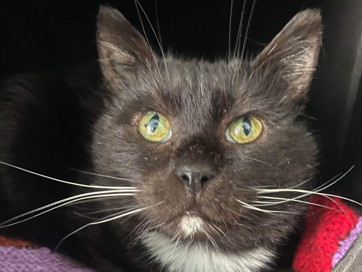 BOBBY - DOMESTIC MIDHAIR - MALE - 6 YEARS