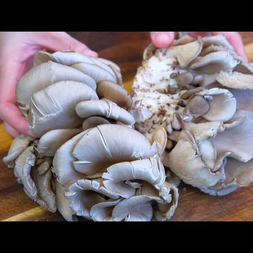 Oyster Mushrooms with Microgreens