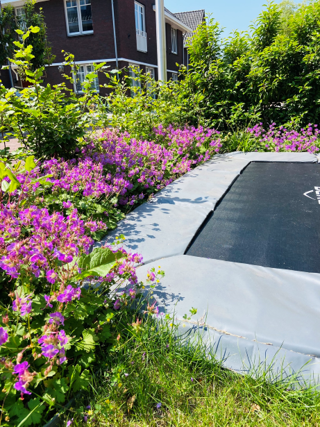 Mooie sterke planten naast de trampoline