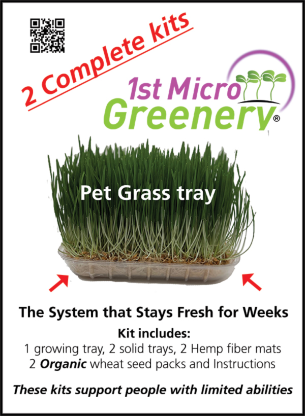 pet grass DIY kit