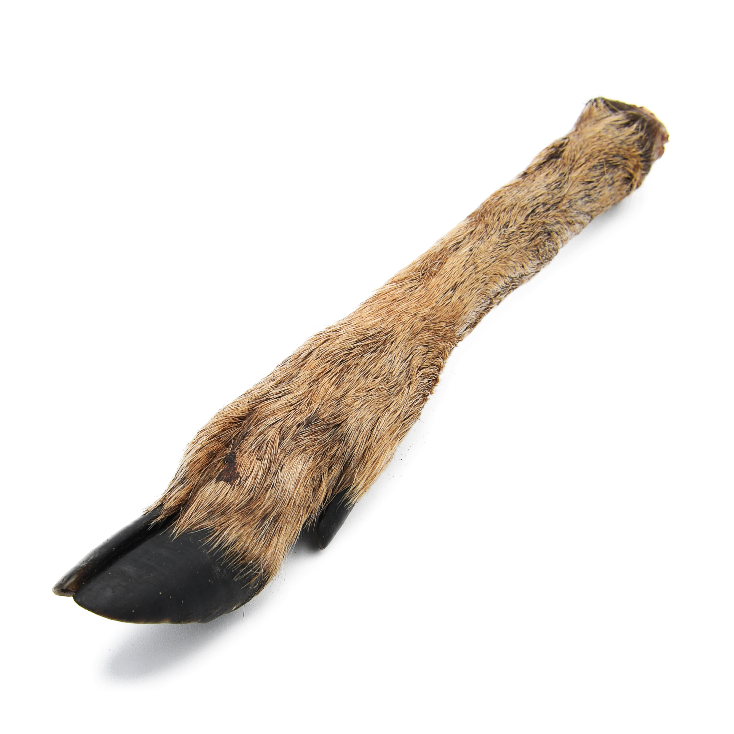 Hairy Deer / Venison Legs