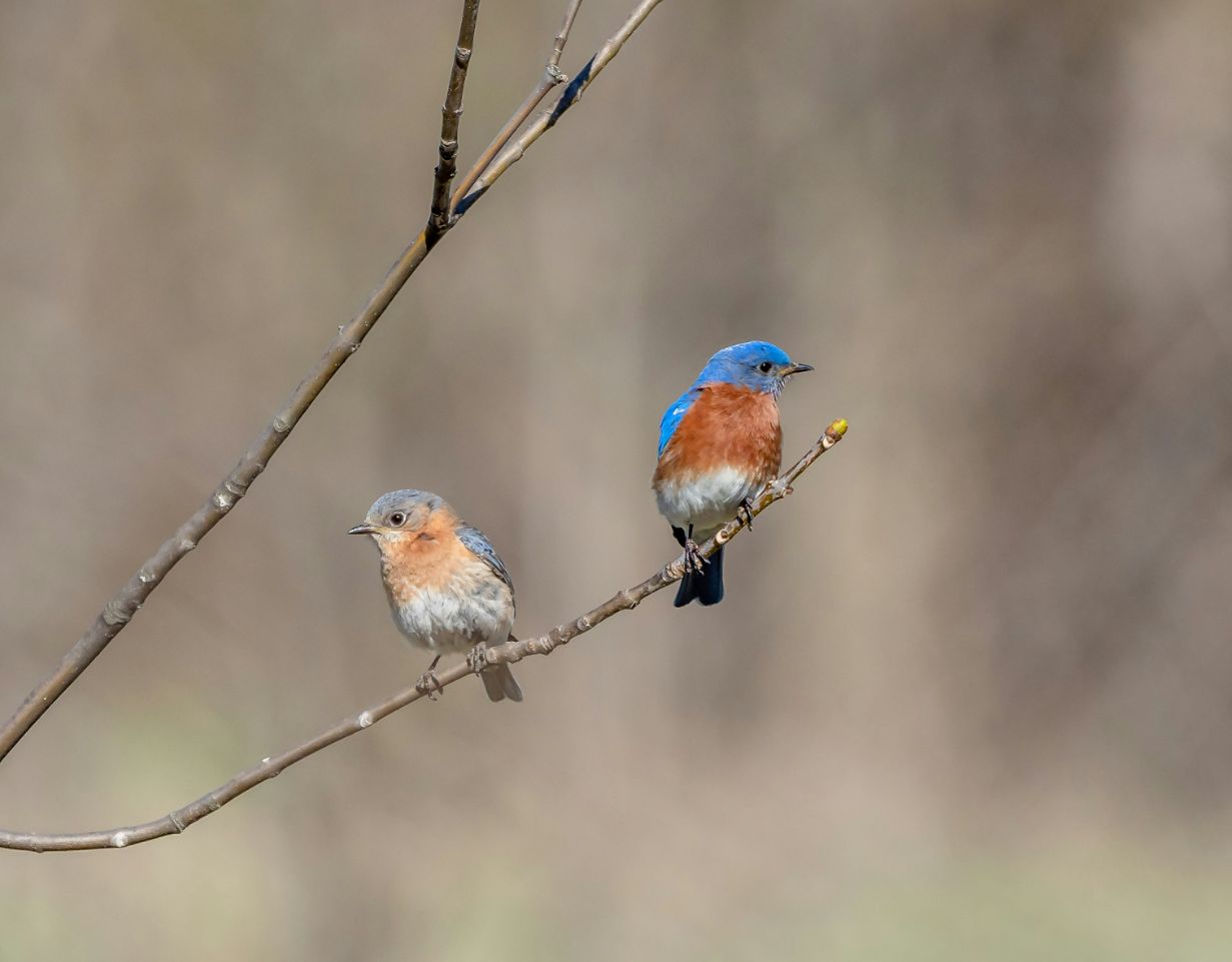 A pair of birds from the threatened species of Eastern Bluebirds sitting on a tree branch