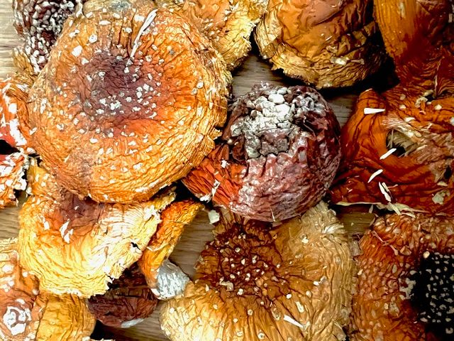 Hüte Amanita Klasse 1A.  10 gr. 30gr 100gr 200 gr  Ganze Hüte