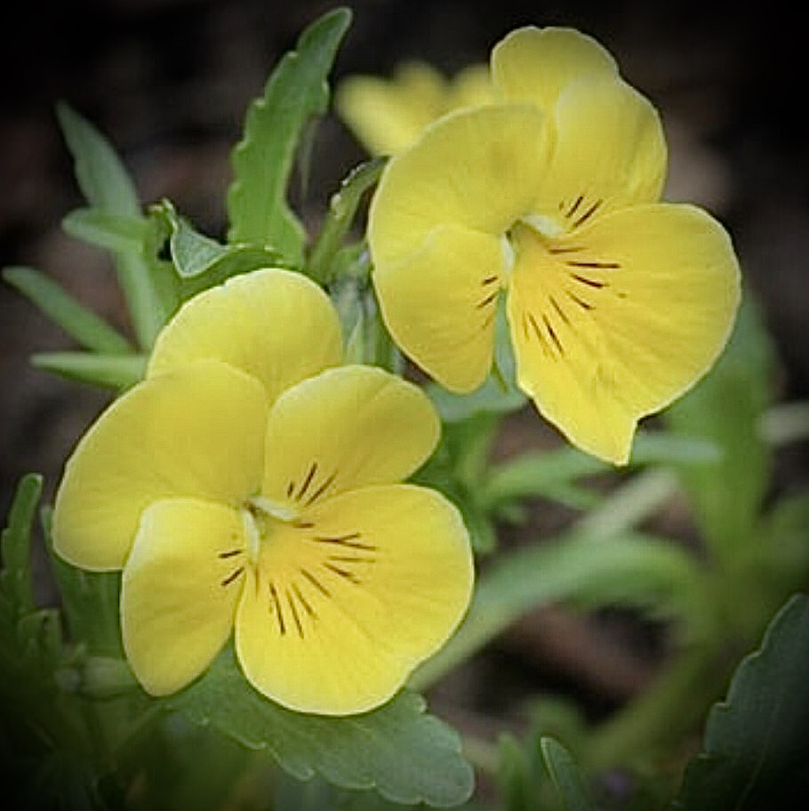 Viola ‘Yellow Prince’ Seeds