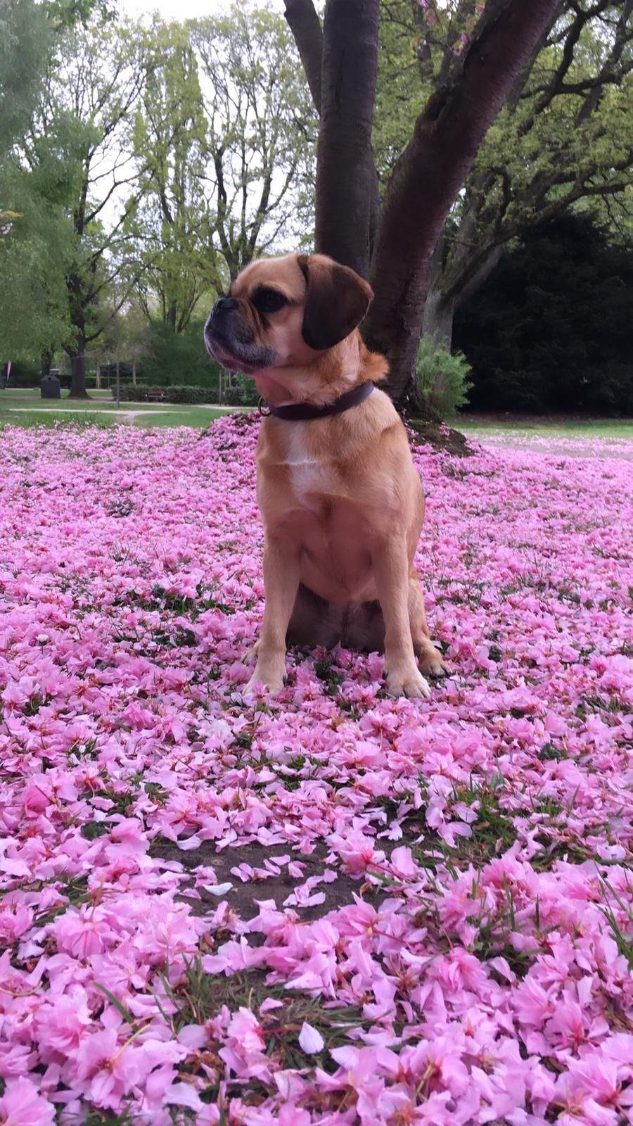 Paula The Puggle - Out For Walkies In The Park