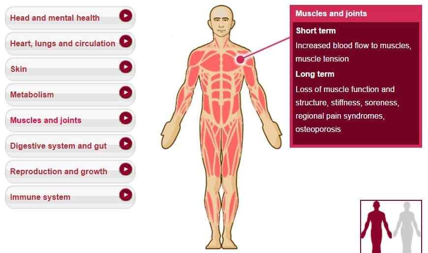 Muscles, stiffness, soreness, pain, pain syndromes