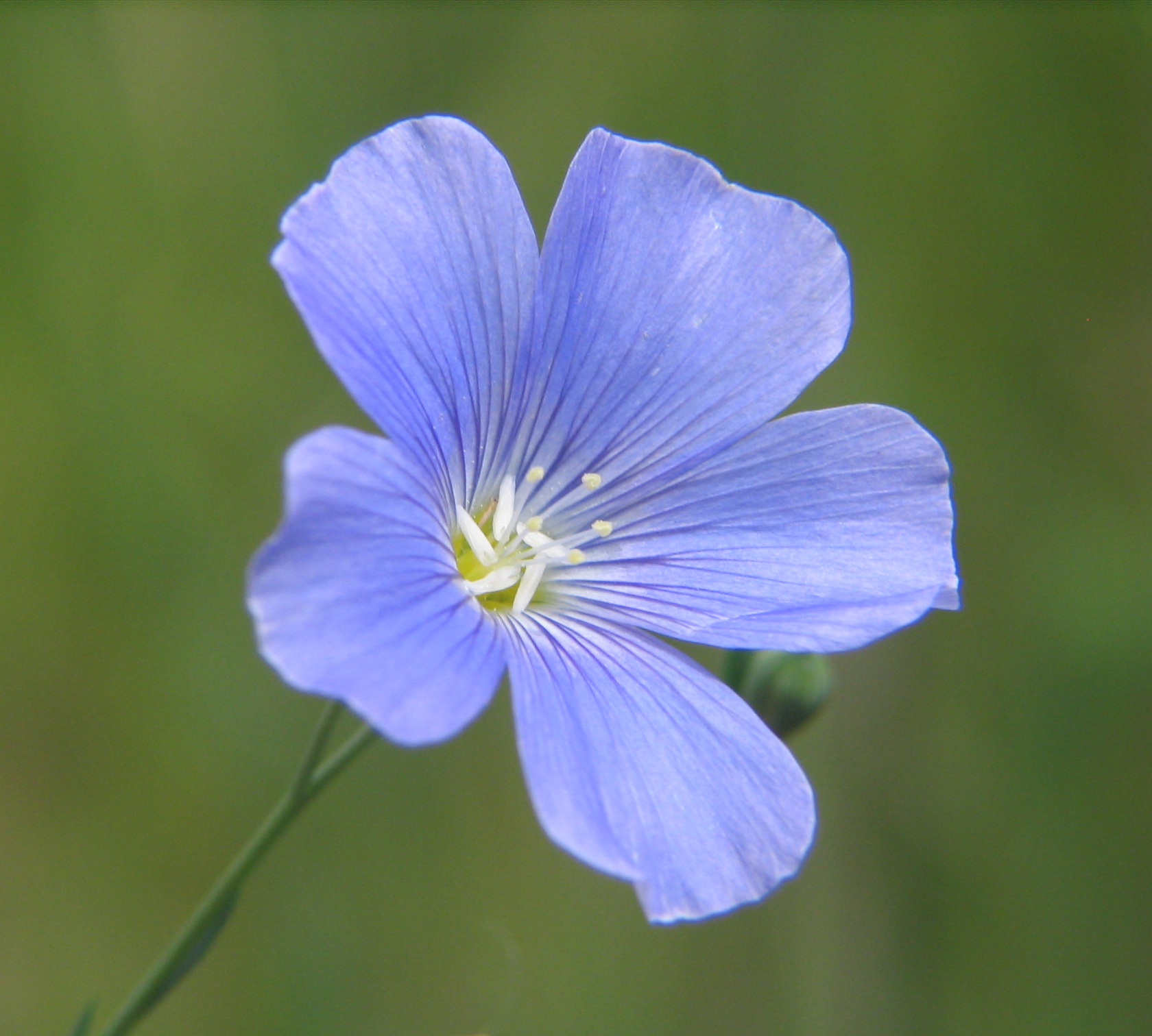 Linum usitatissimum - vlas NIEUW