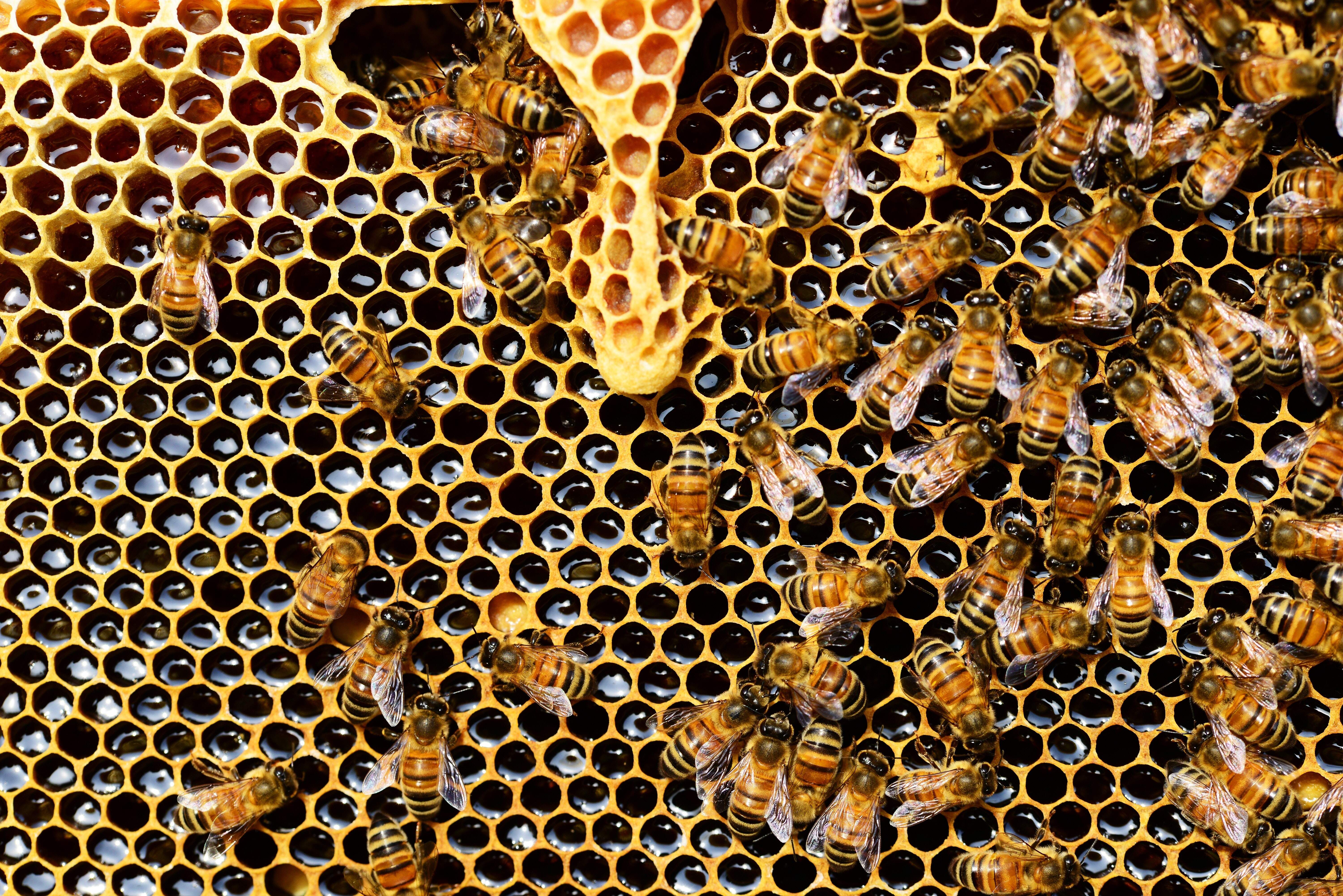 Il miele biologico esiste?