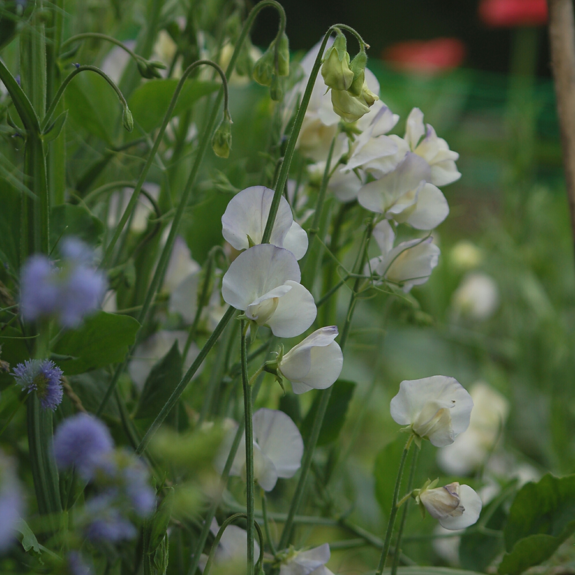 Lathyrus odoratus 'Spencer Old Times' - siererwt NIEUW