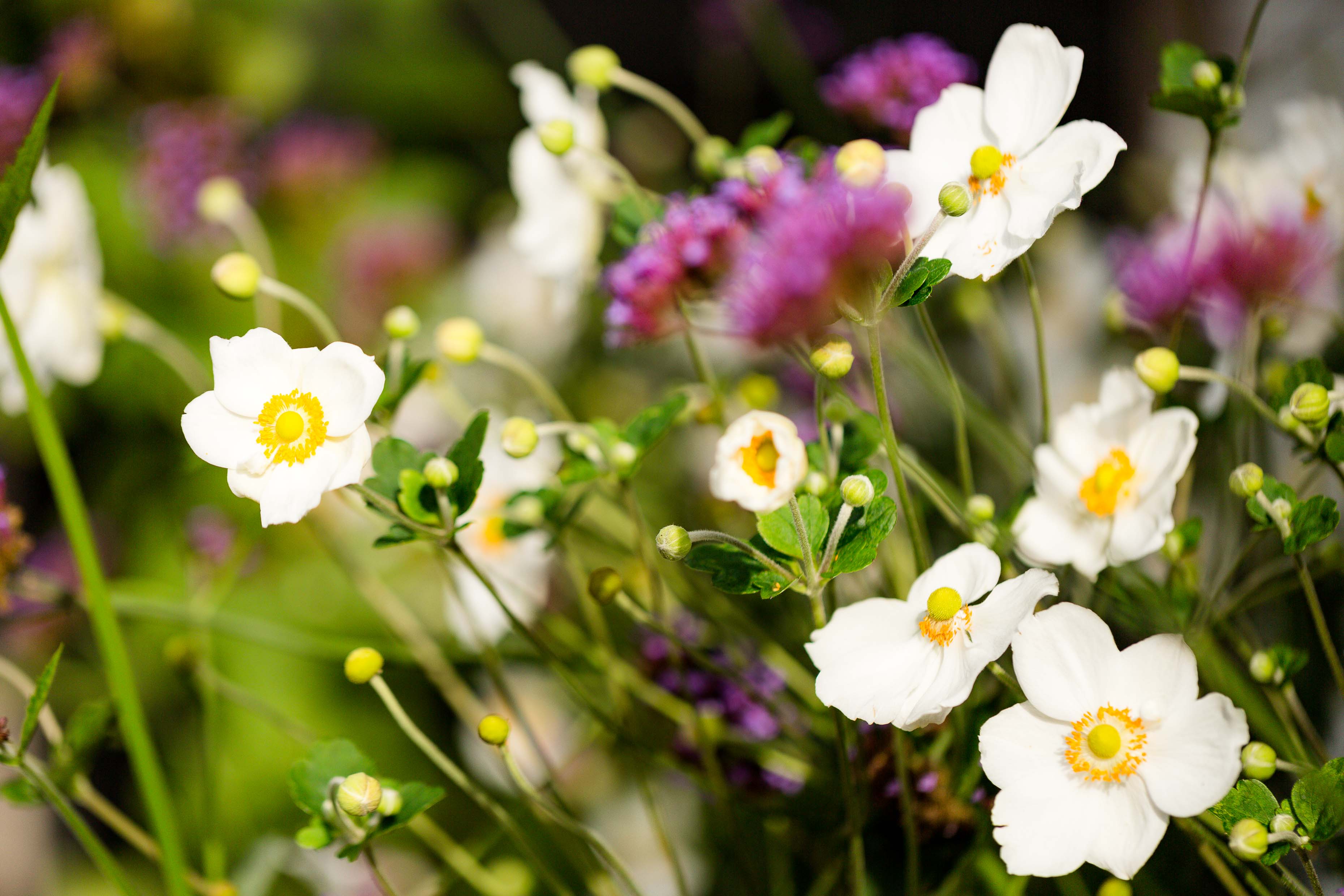 Anemone en Verbena