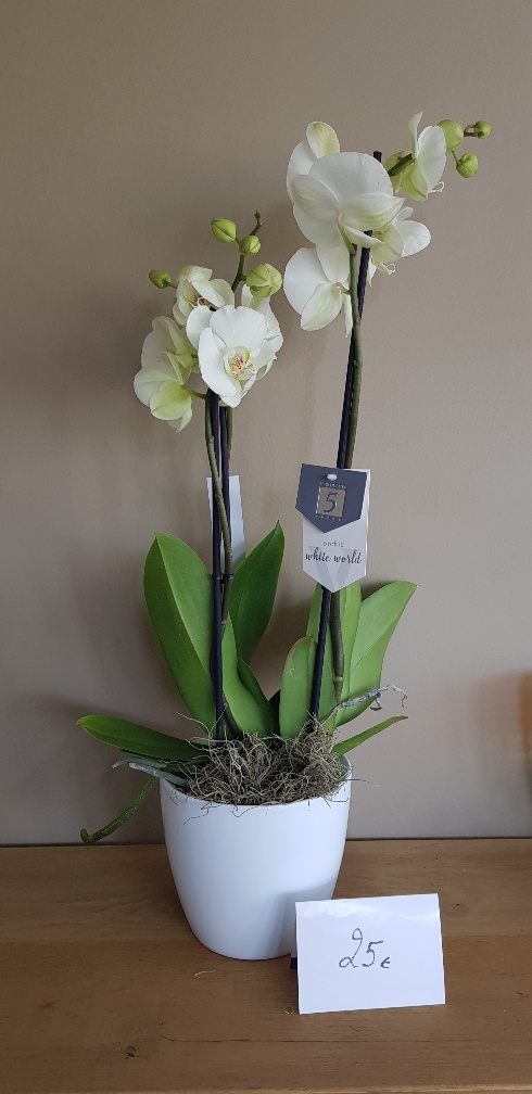 orchidee 3-tak met pot