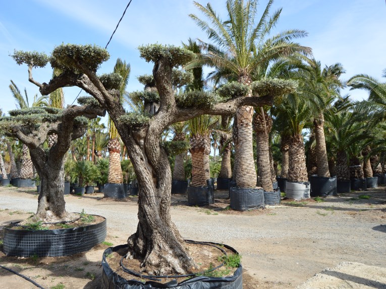 Eeuwenoude olijfboom (2 ton)