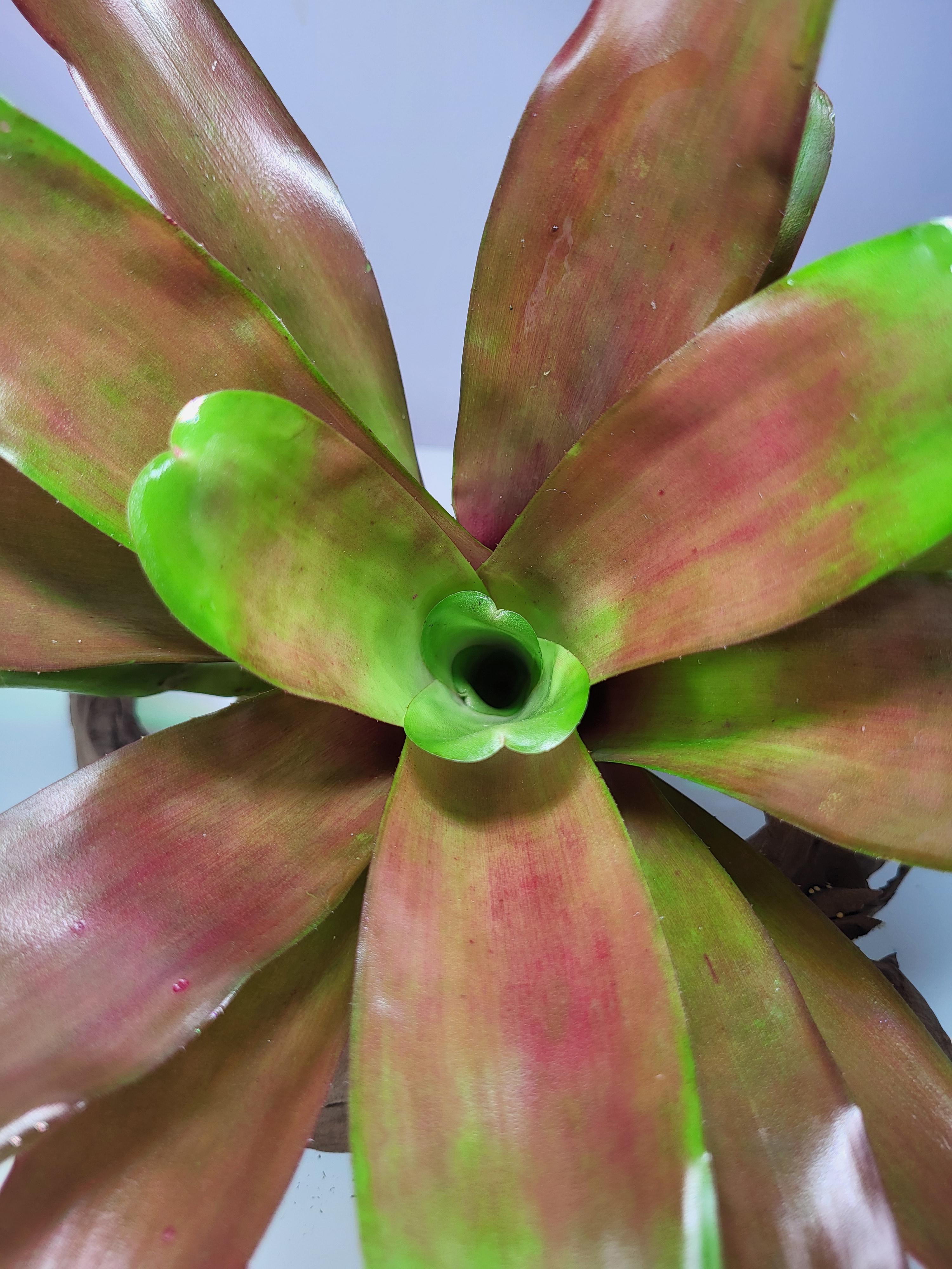 Neoregelia Scarlet Flame