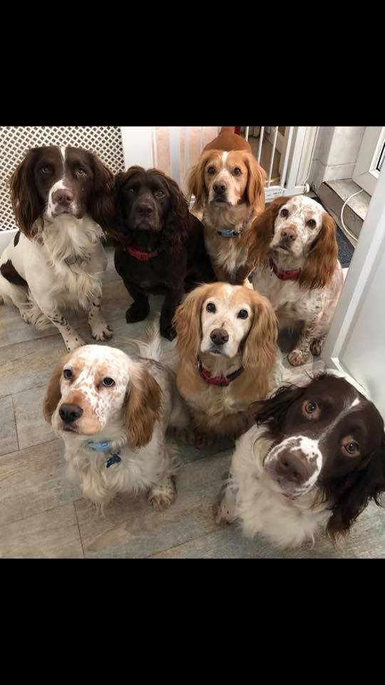 Animal Rescue Springer Spaniel North West Spaniel Rescue Yorkshire