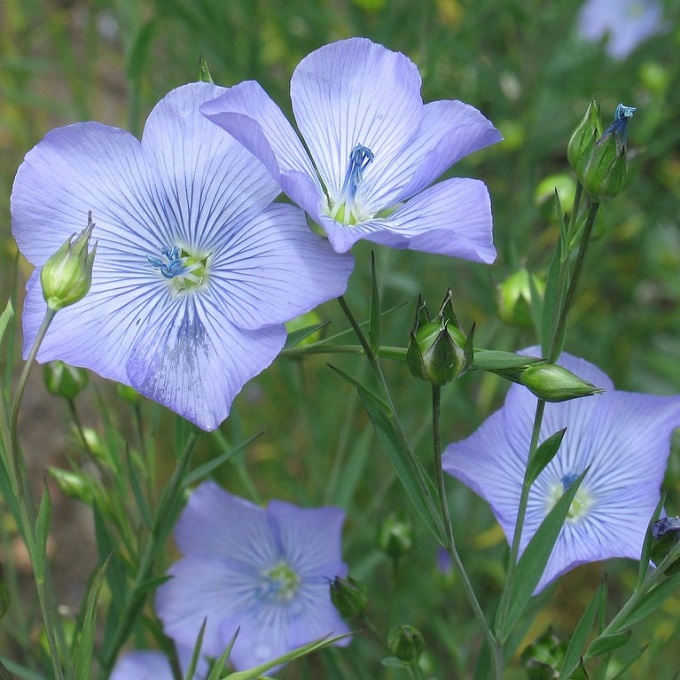 Linum usitatissimum - vlas NIEUW