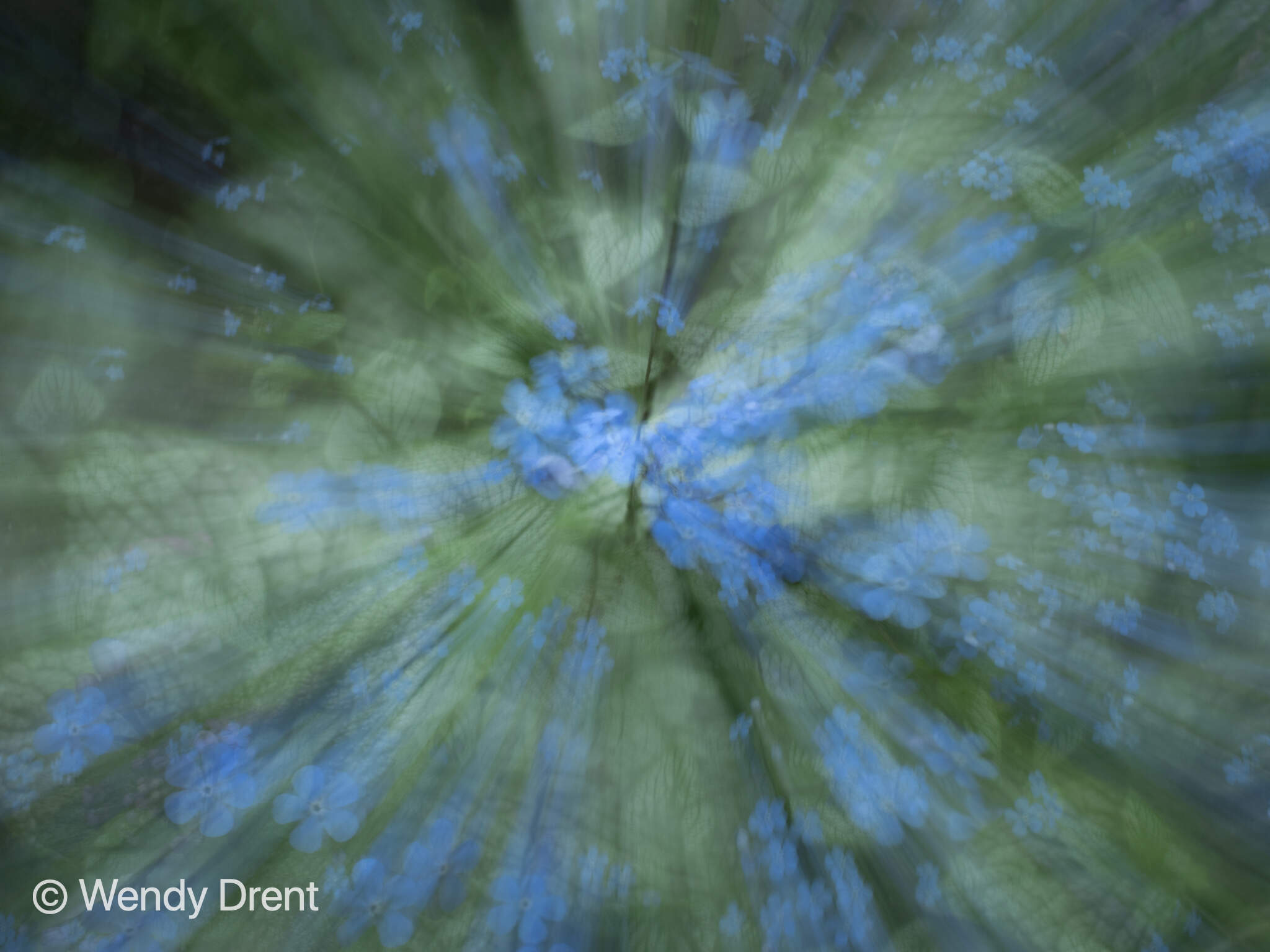 Forget-me-not, abstract photography, painting with light, wendy drent, blue flower, nature, vergeet mij nietje
