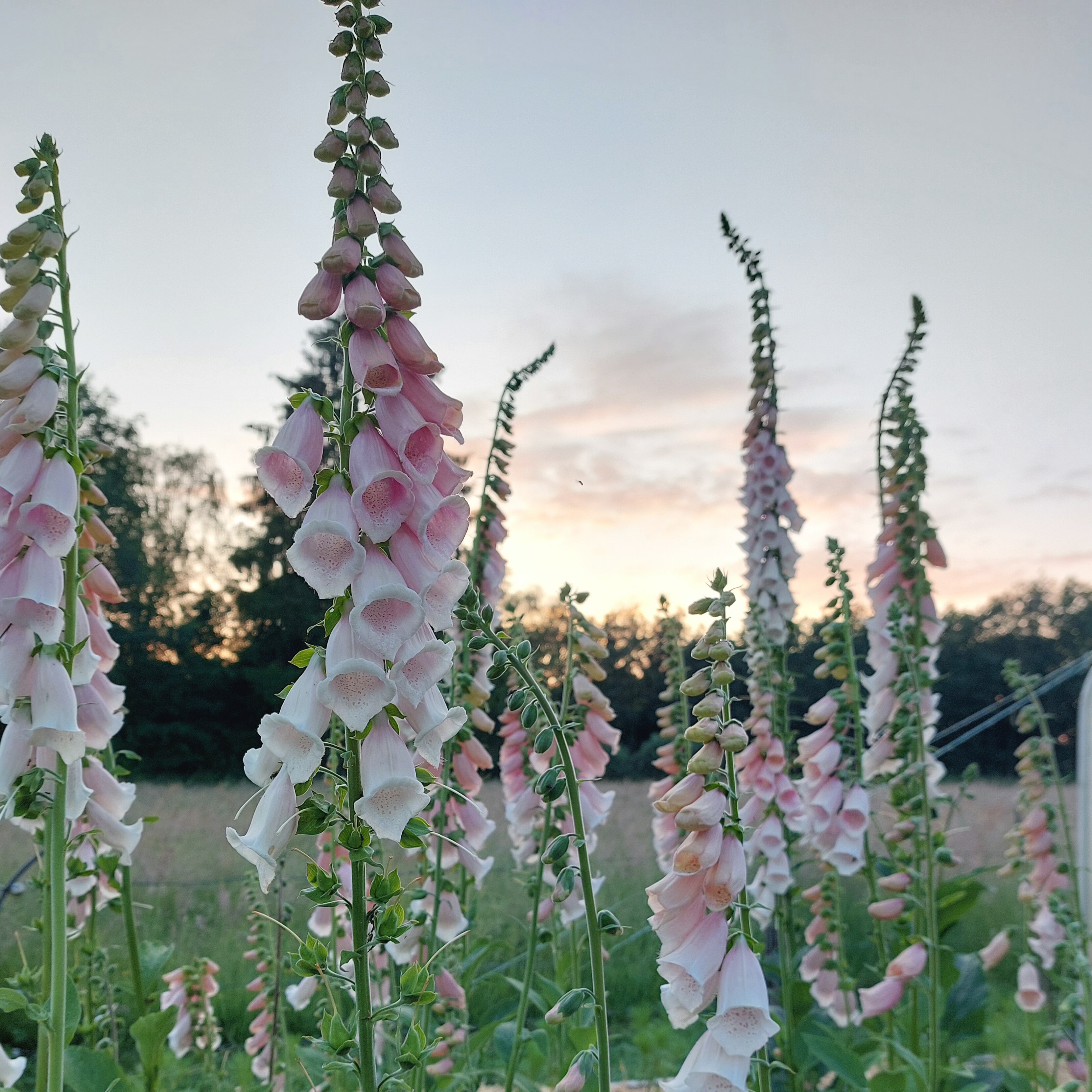 Digitalis purpurea 'Apricot Beauty' - vingerhoedskruid NIEUW