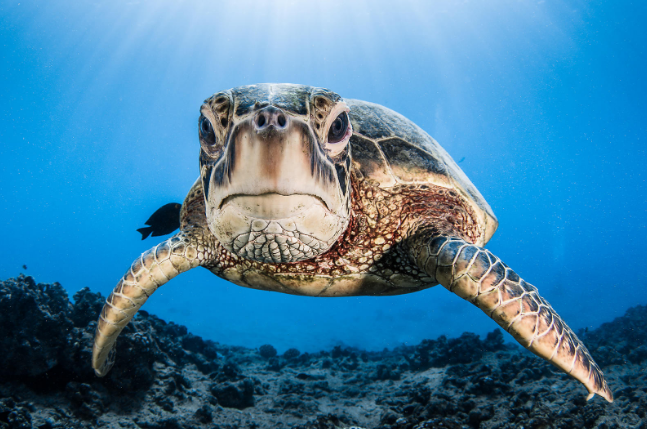 De zeeschildpadden van Tortuguero