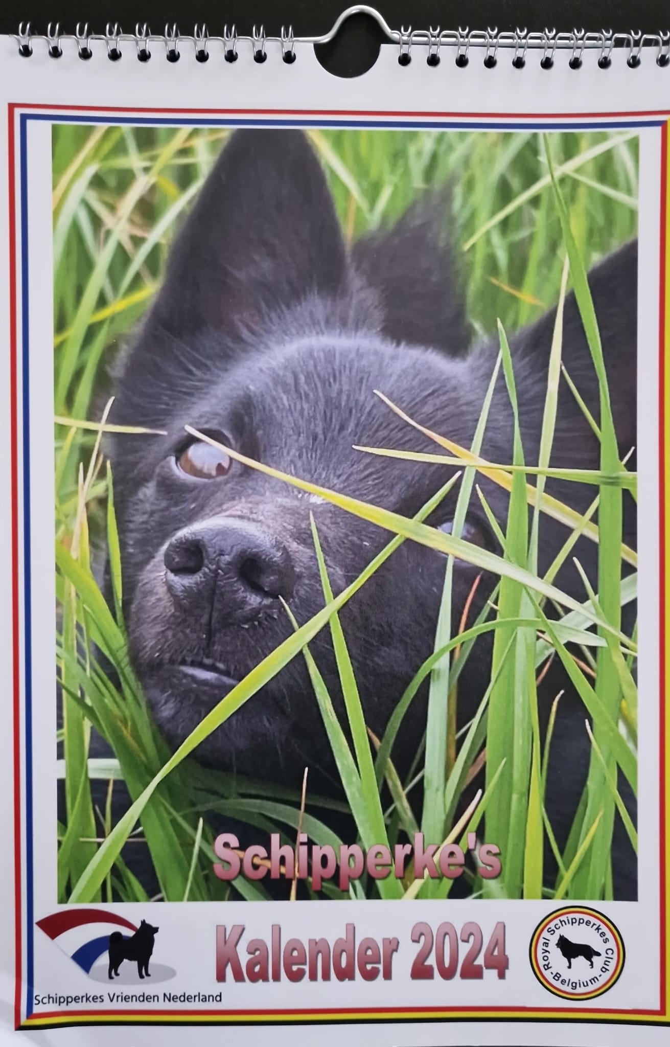 Schipperkes Kalender 2024