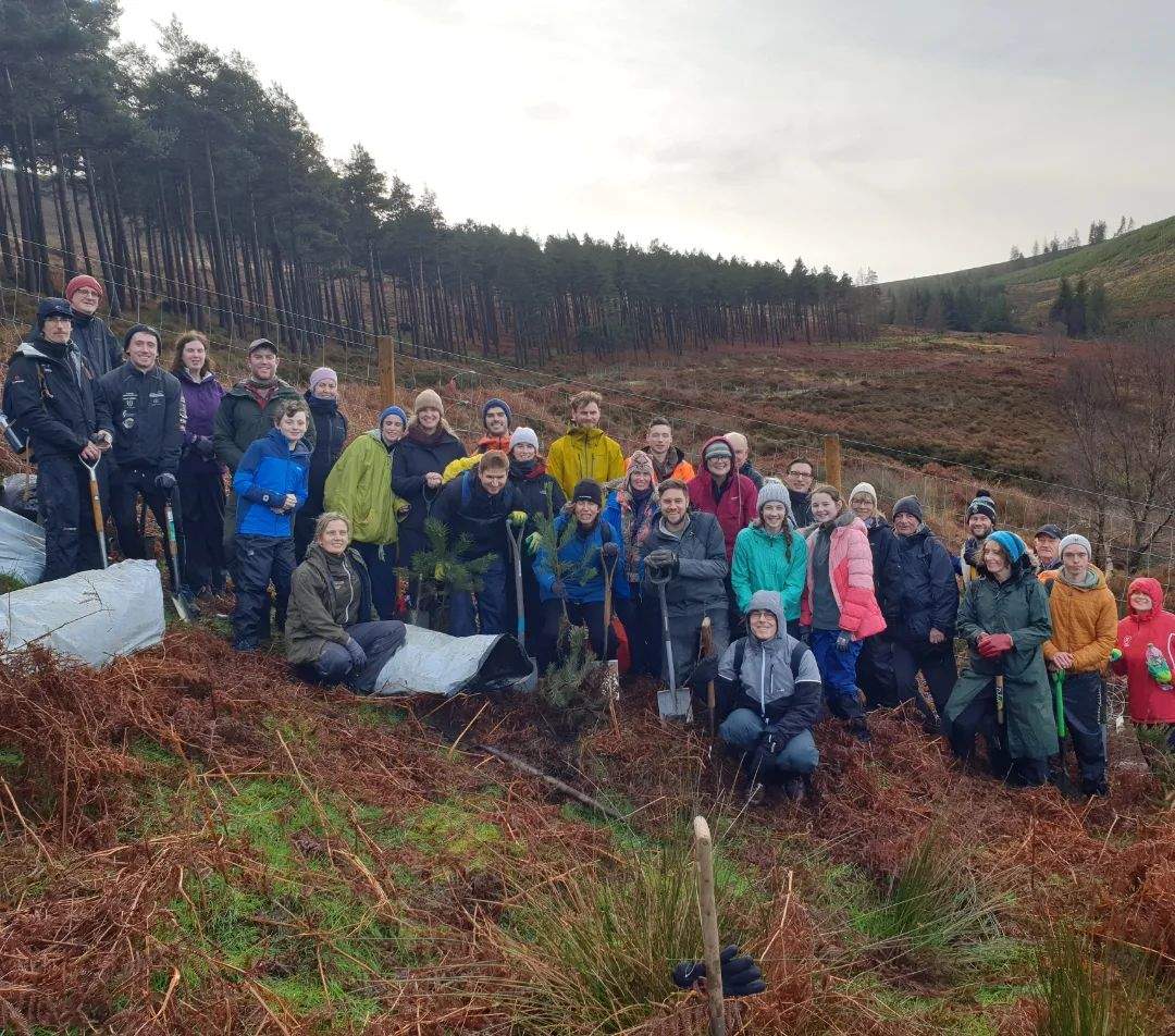 Scots pine planting begins in Glendalough