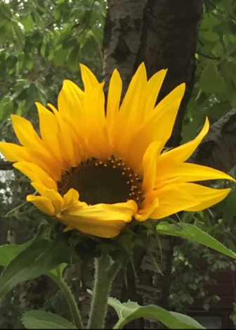 sunflower2PNG