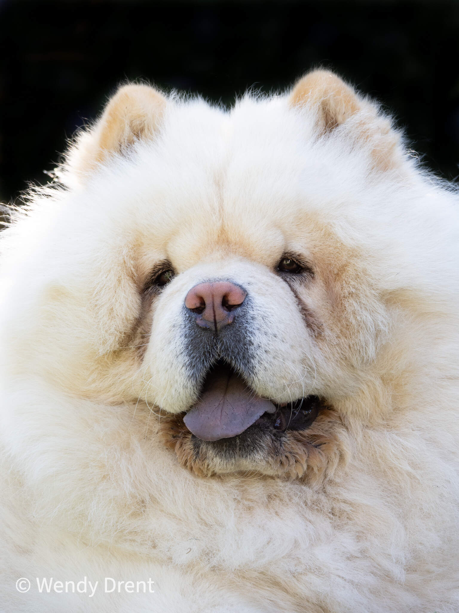 chow chow, wendy drent, catootje the chow chow, white chow, creme chow, cute dog,
