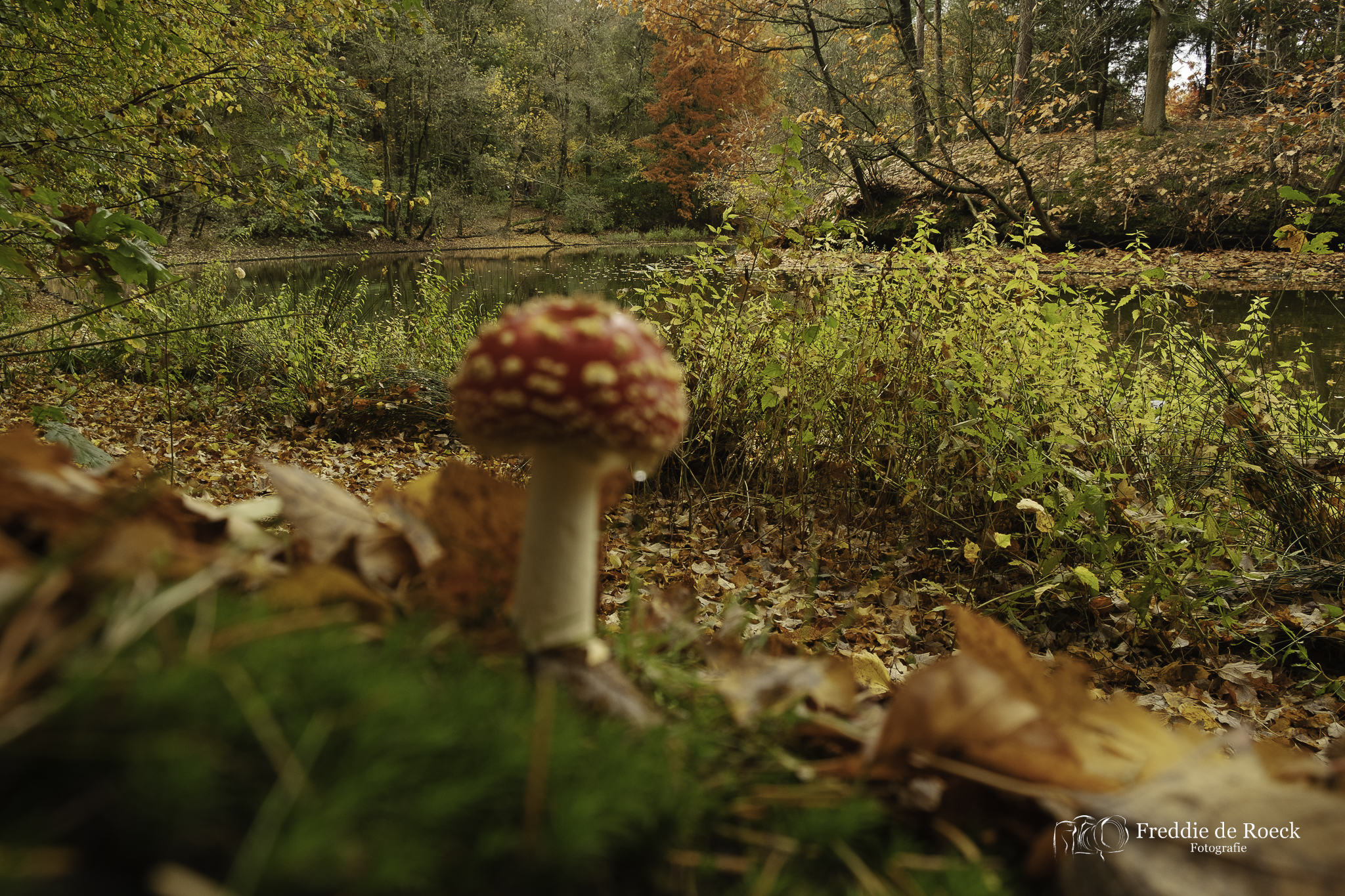 Foto’s: Herfst in de bossen van Tilburg