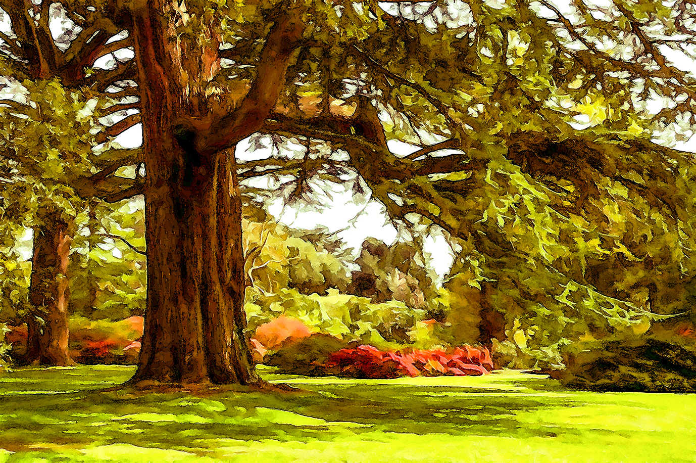 The Cedars, Exbury Gardens