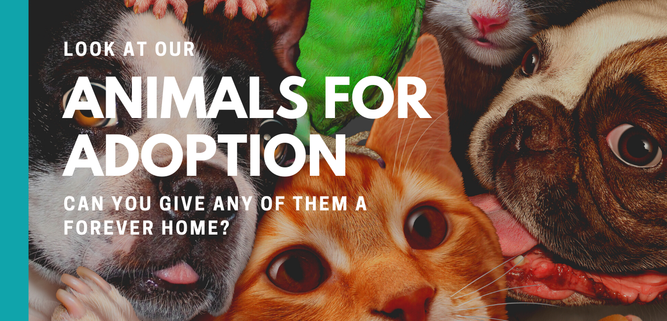 Look at the animals in our care that are available for adoption