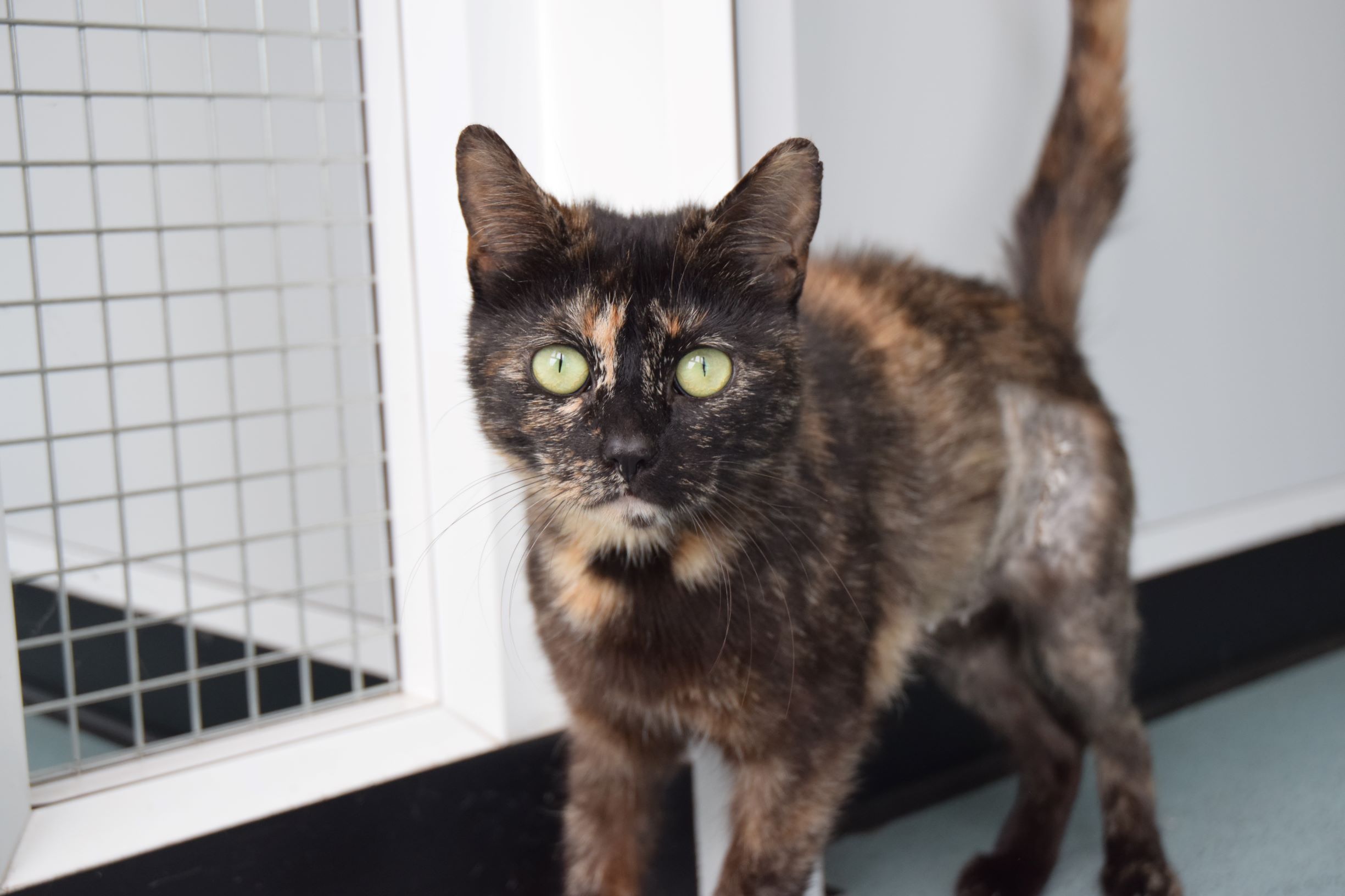 RSPCA Worcester Cats Animal Welfare Animal Cruelty Animal Charity