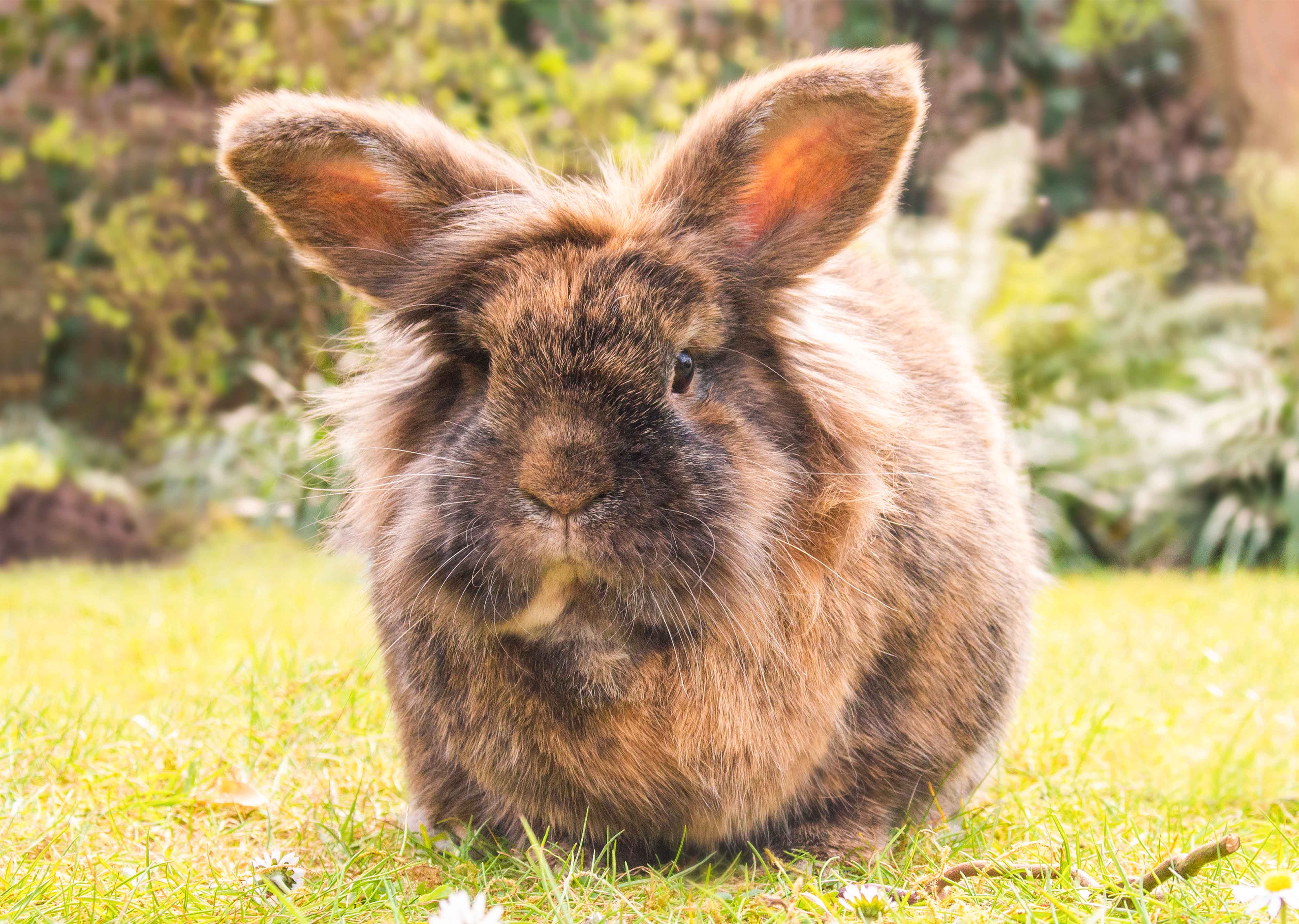 Poster Bunny