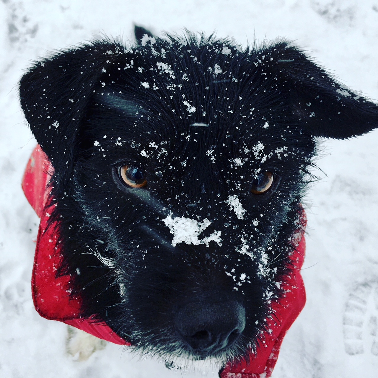 Snow Days & Dogs