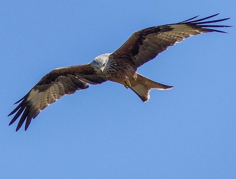 A Red Kite in Dumfries and Galloway
