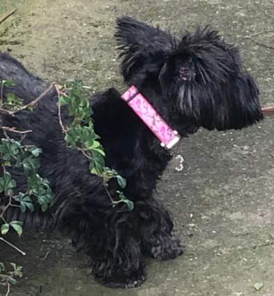 Beth the Scottie in her New Pink Camo Collar with Matching Lead & Glamour I D Tag