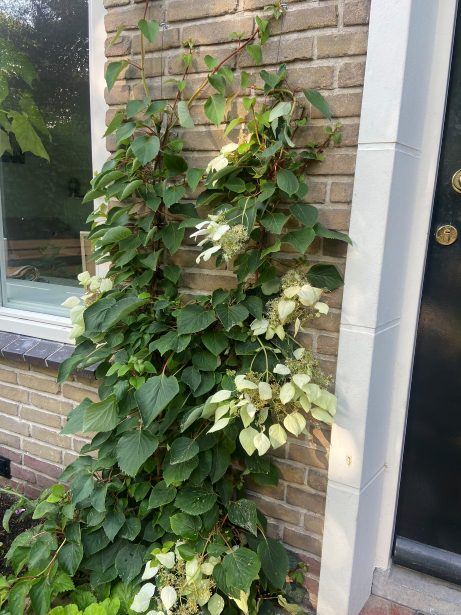 Klimhortensia tegen de gevel, geeft leefruimte aan vogels en heeft een verkoelende werking