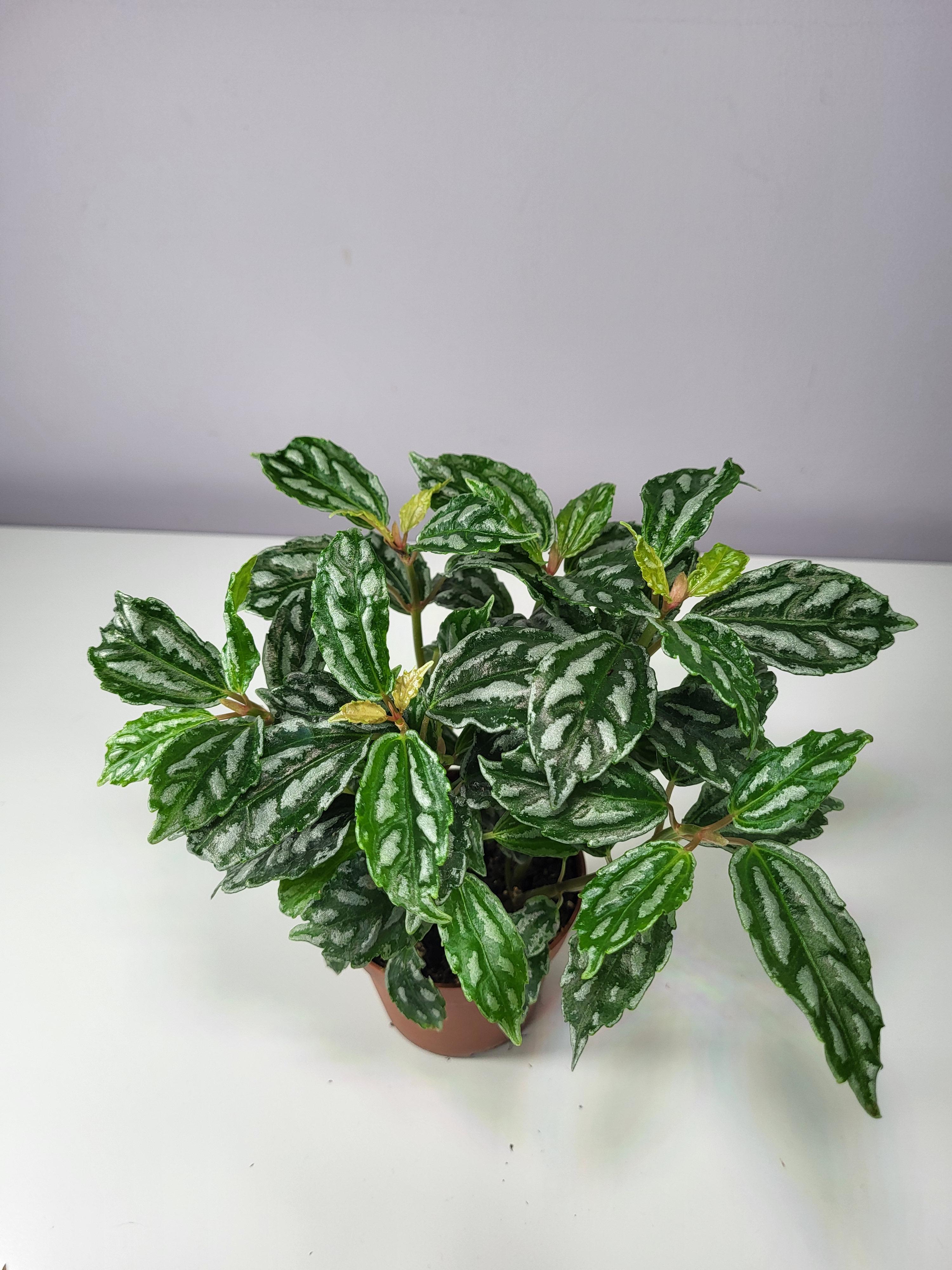 PILEA CADIEREI