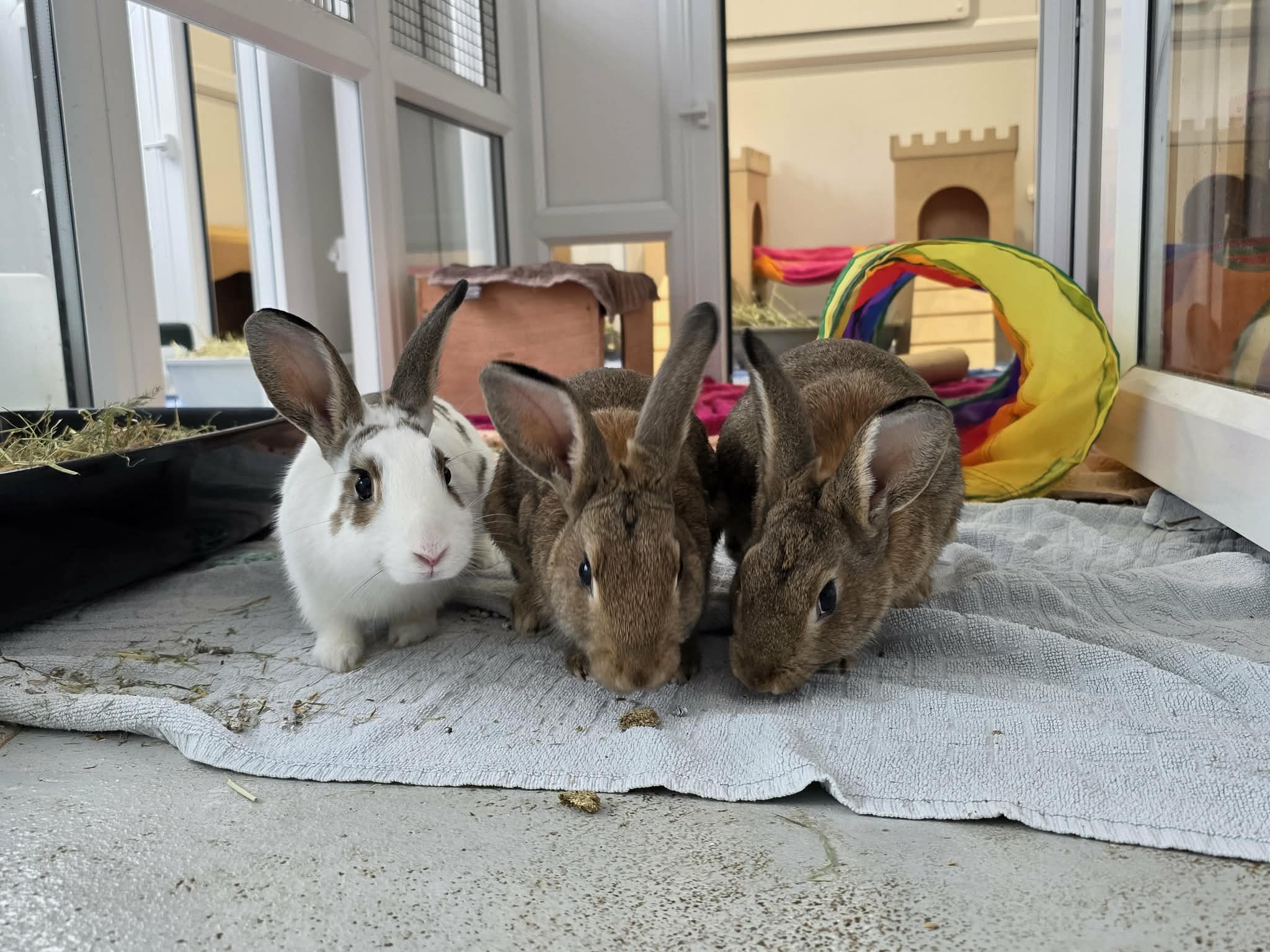 Fern & Fig & Raddish & Cactus & Orchid — photo 6