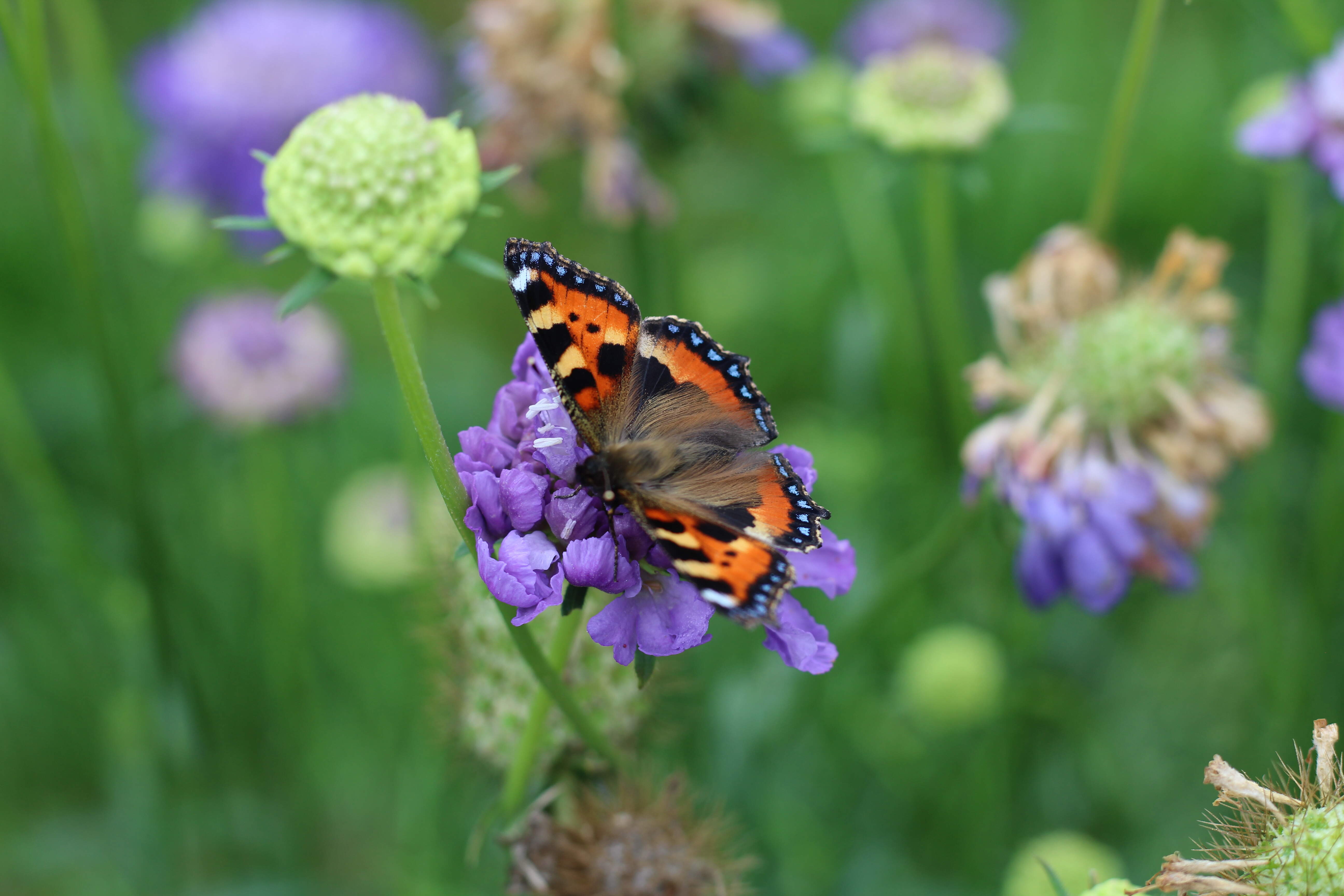 Pollinator friendly, Bee friendly, Butterfly on Scabiosa, Flower Farm, Irish pollinators