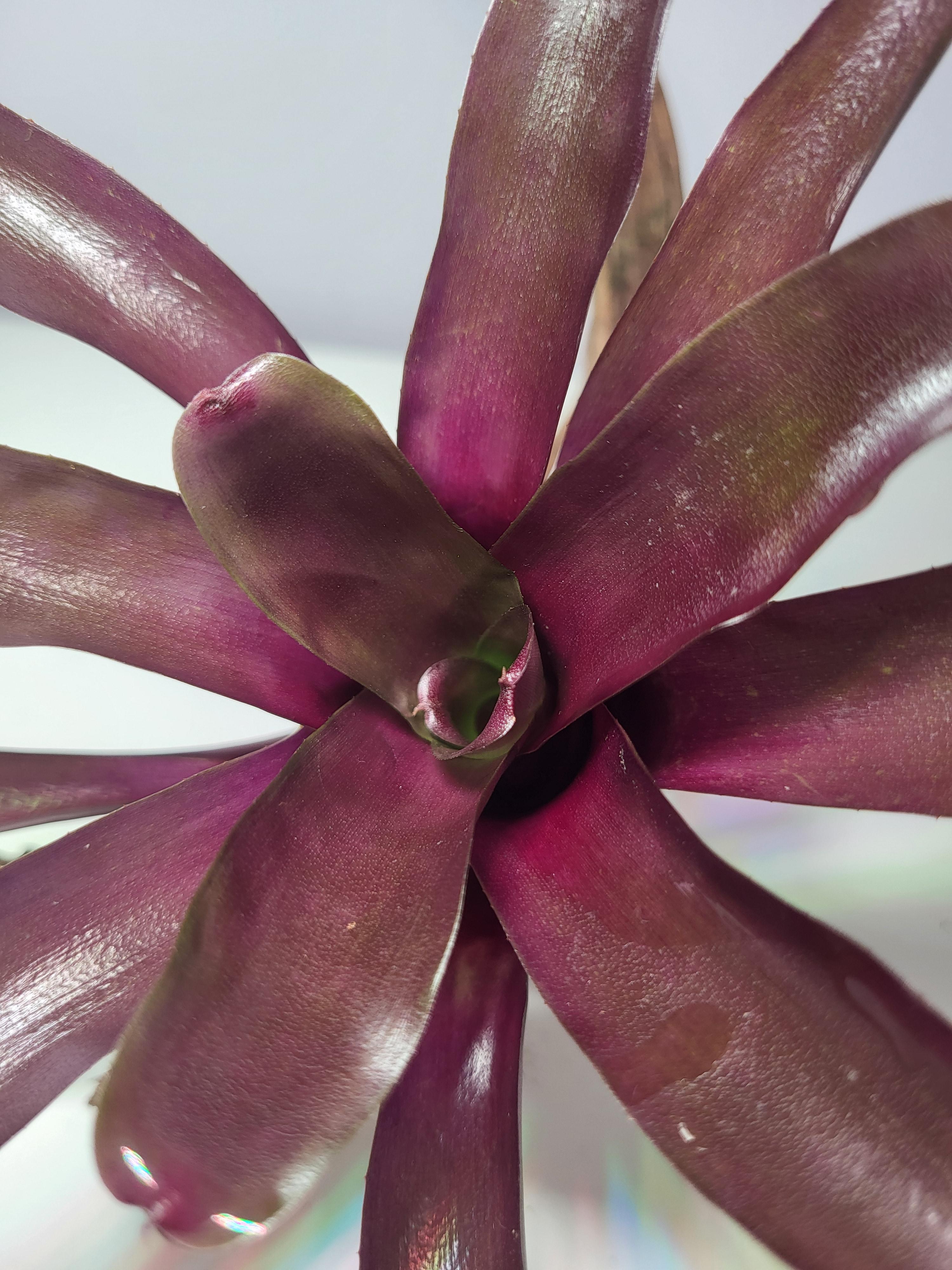 Neoregelia Fireball red