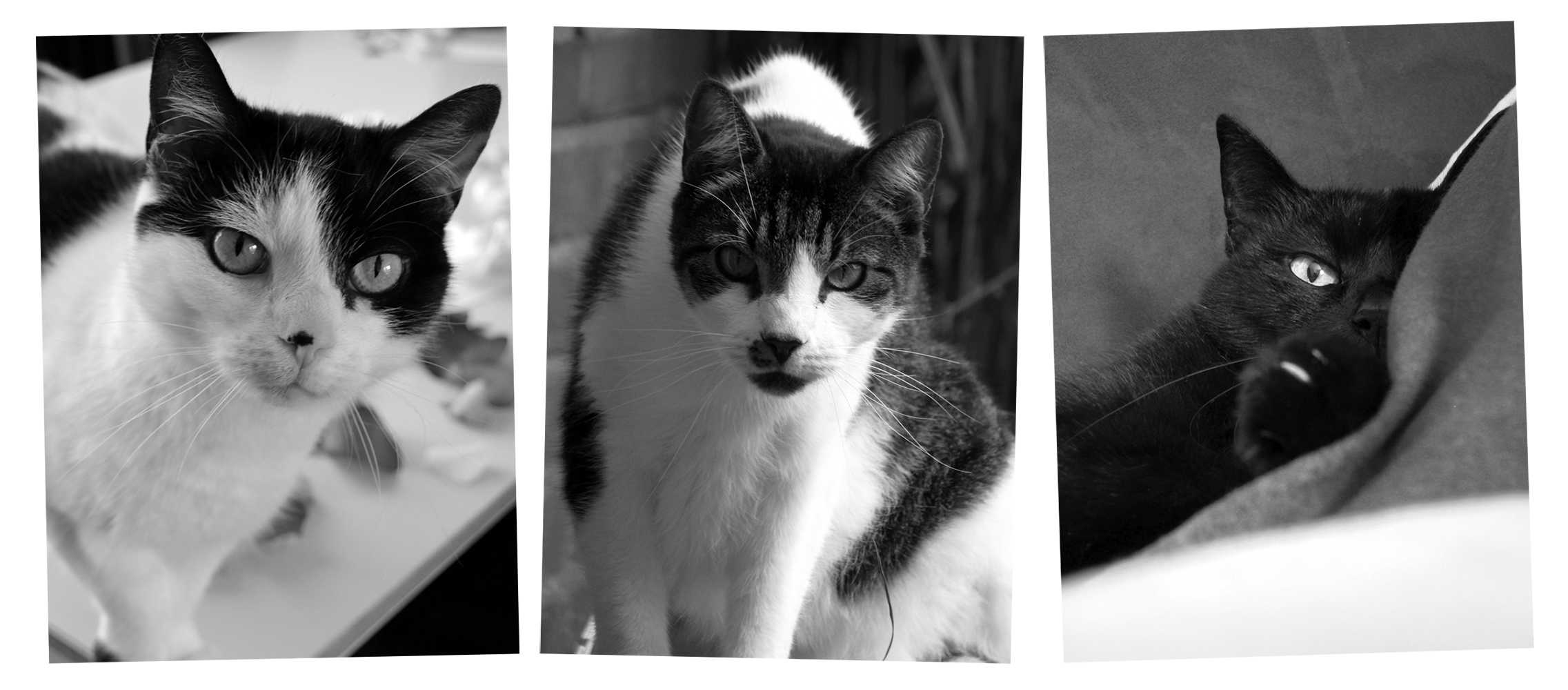 Cats of Jenny Bommert: Beebiepoes, Claudius, Moritz