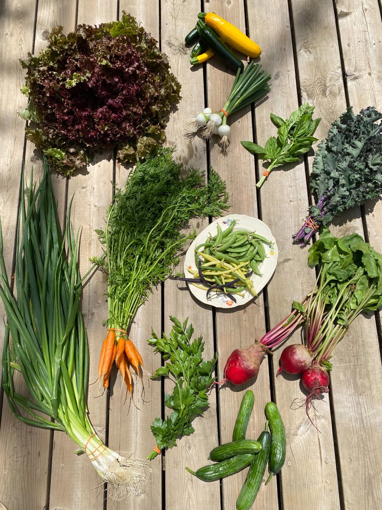 Candy-Cane Beets, Carrots, Snap Peas, Scarlet Kale,  Red Leaf Lettuce, Pearl Onions, Parsley & Basil