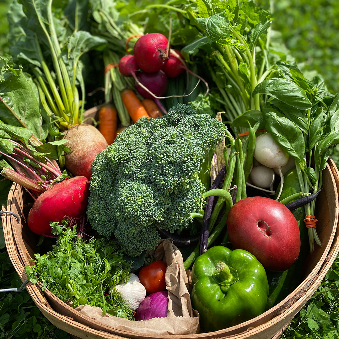 A wood basket filled with a colourful variety of organic vegetables including broccoli, beets, bell peppers and wax beans