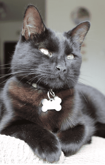 Misty The Black Cat - In New Silver Pet I D Tag - Bone Shape Design
